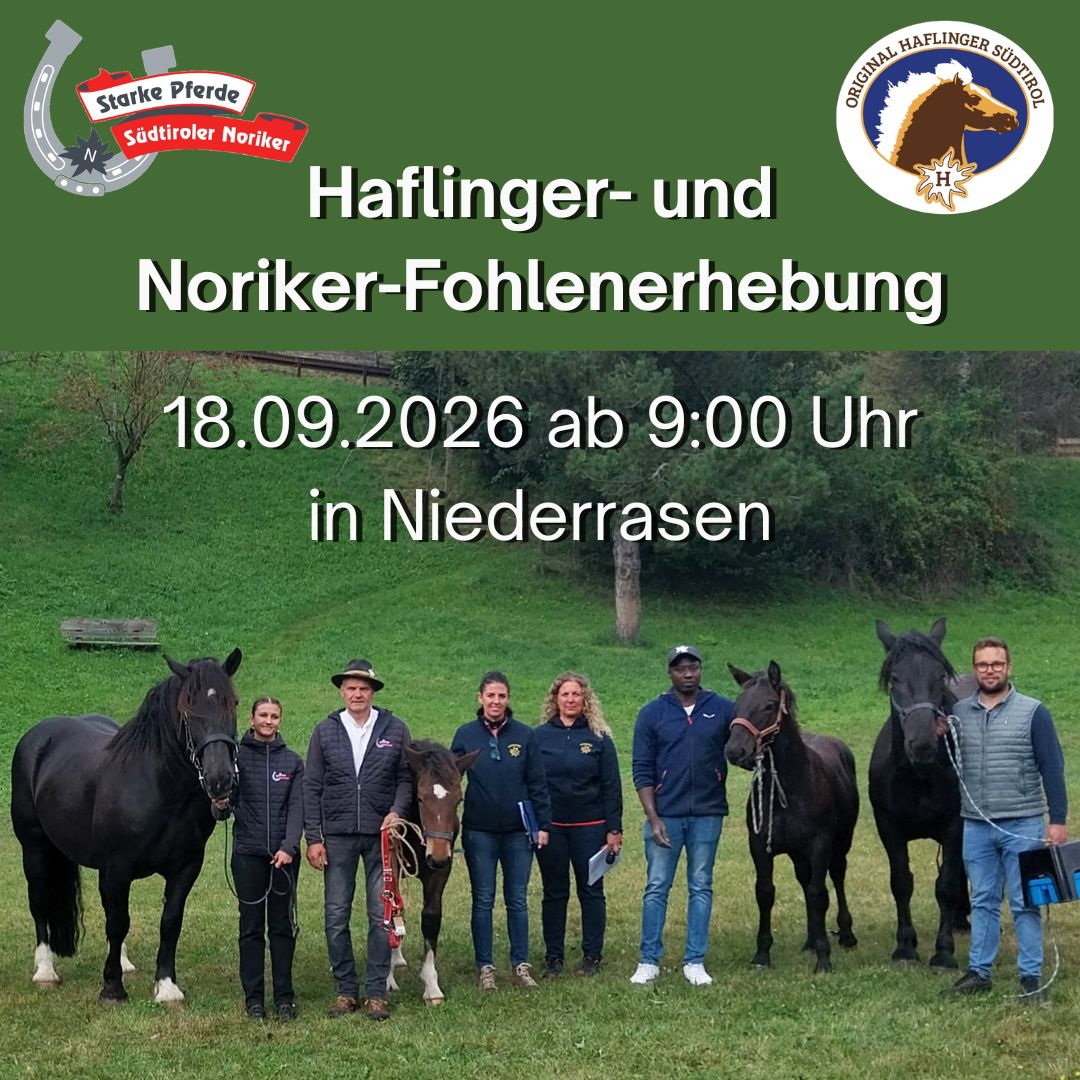 Fohlenerhebung Pustertal 2026
