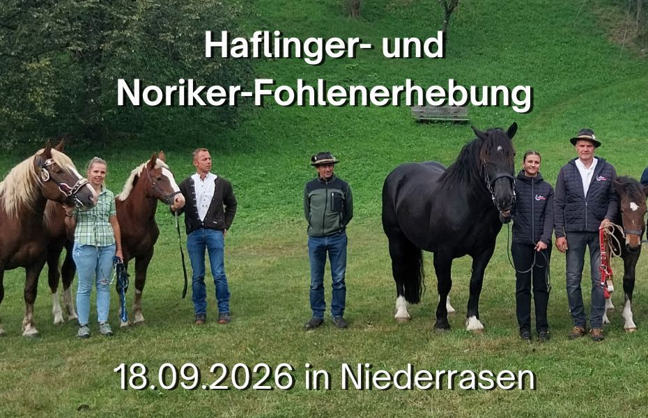Fohlenerhebung Pustertal 2026