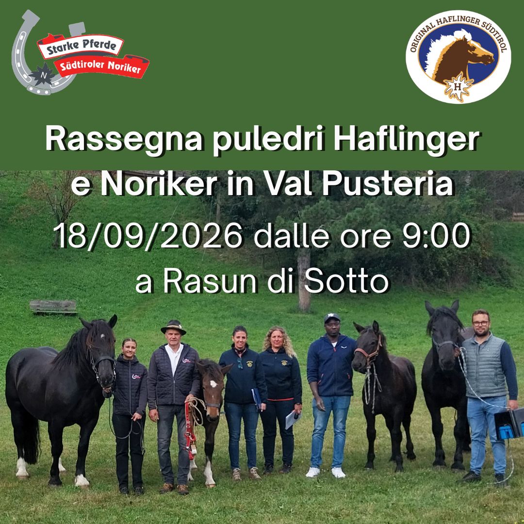 Rassegna puledri Val Pusteria 2026