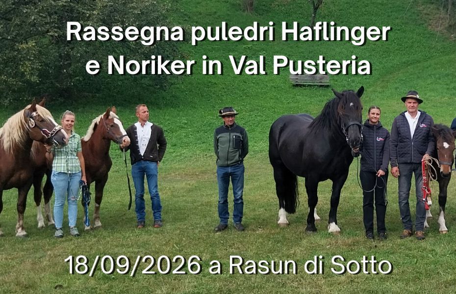Rassegna puledri Val Pusteria 2026