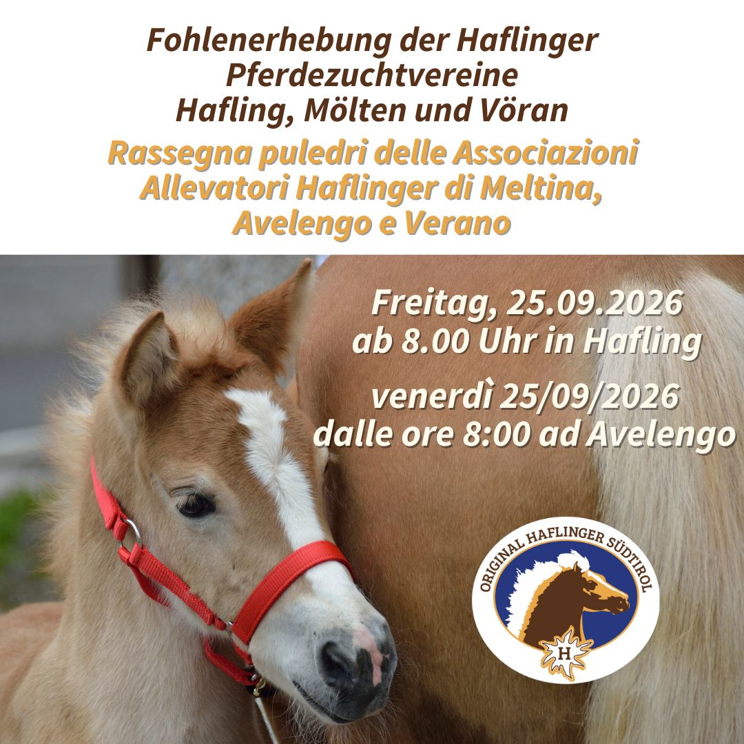 Fohlenerhebung Tschögglberg 2026