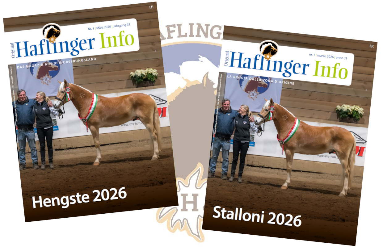 Haflinger Info