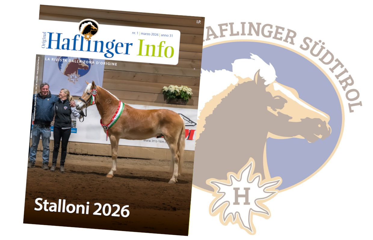 Haflinger Info