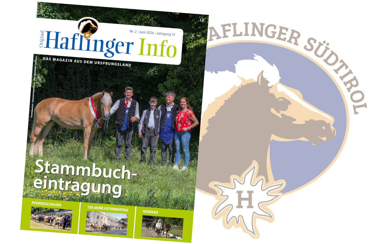 Haflinger Info
