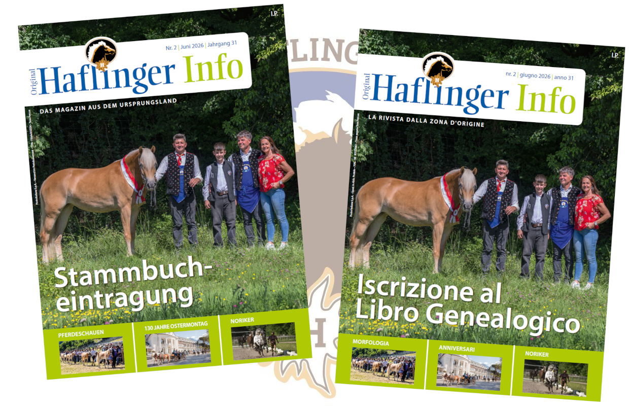 Haflinger Info