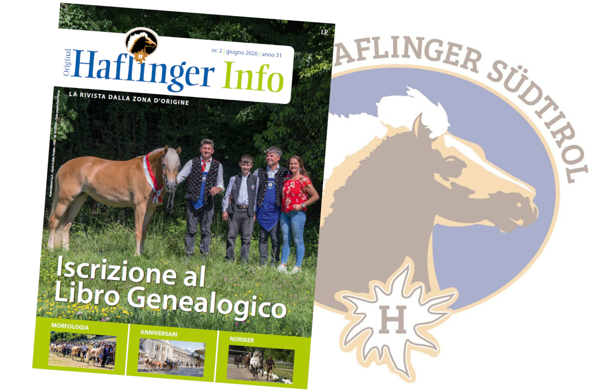 Haflinger Info