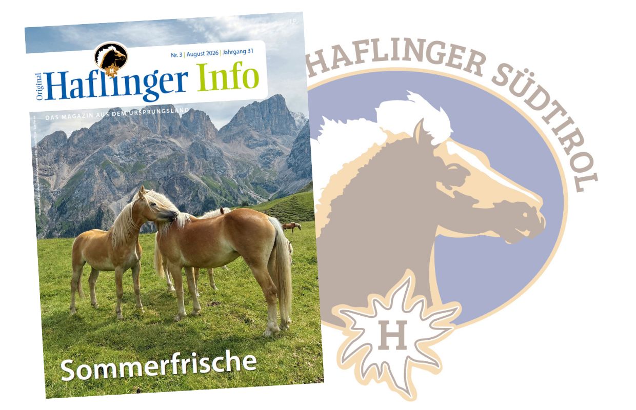 Haflinger Info