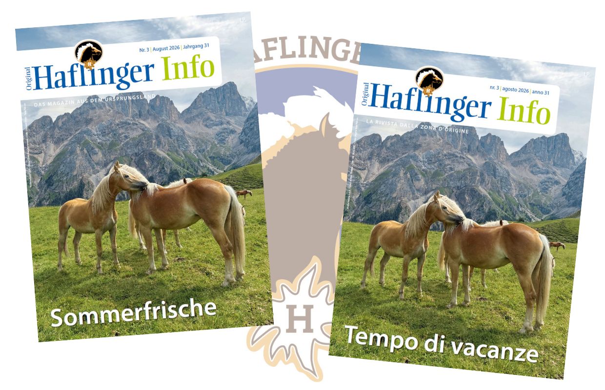 Haflinger Info