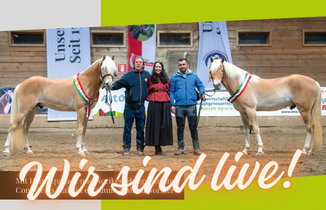 Haflinger-Hengstkörung 2026