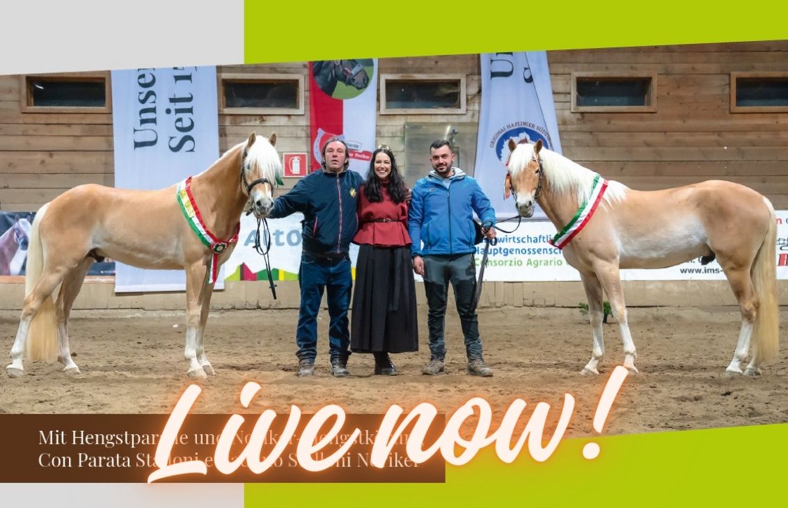 2026 Italian National Selection of Haflinger Colts