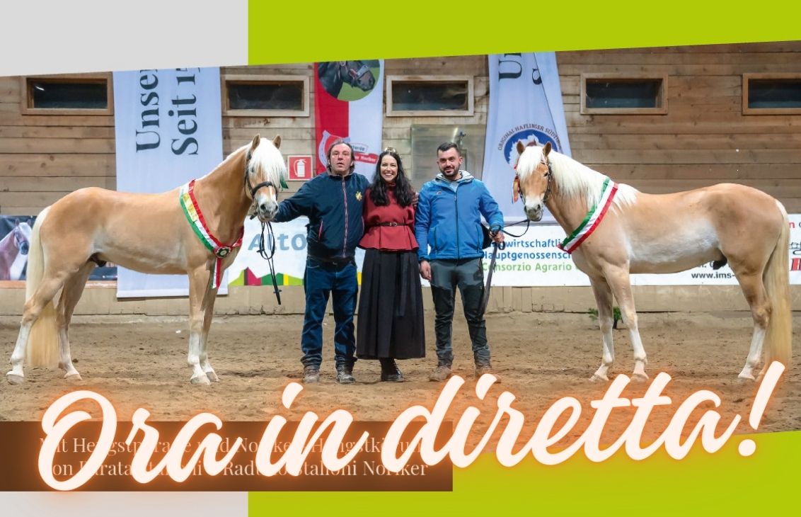 Raduno Nazionale Stalloni Haflinger 2026