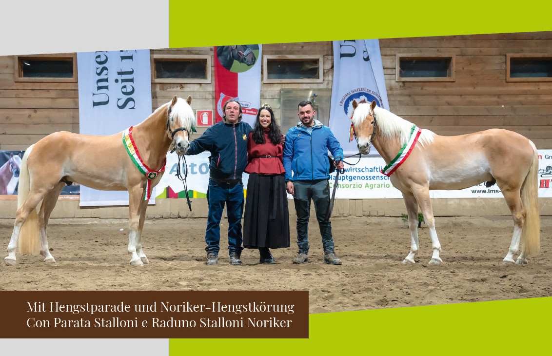 2026 Italian National Selection of Haflinger Colts