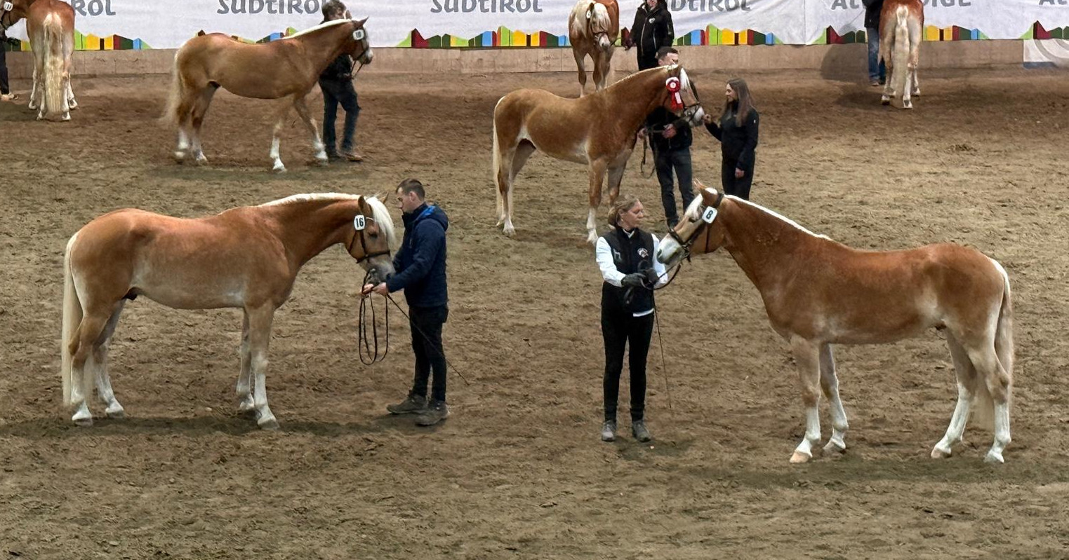2026 Italian National Selection of Haflinger Colts