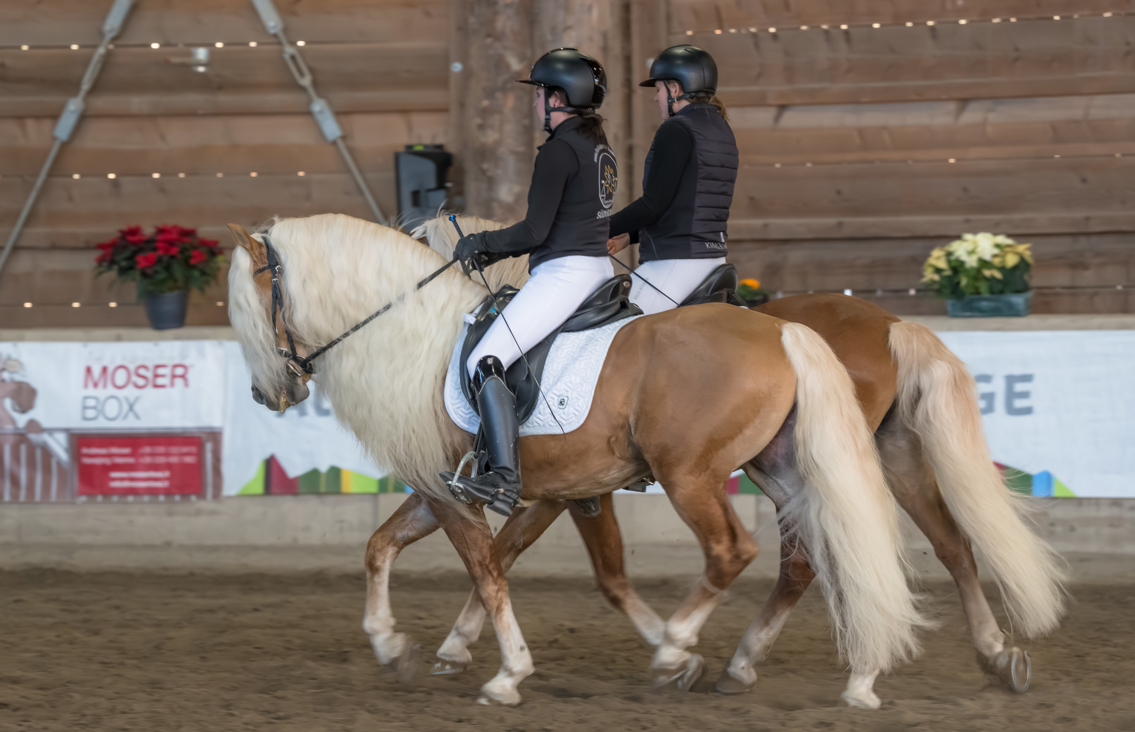 Raduno Nazionale Stalloni Haflinger 2026