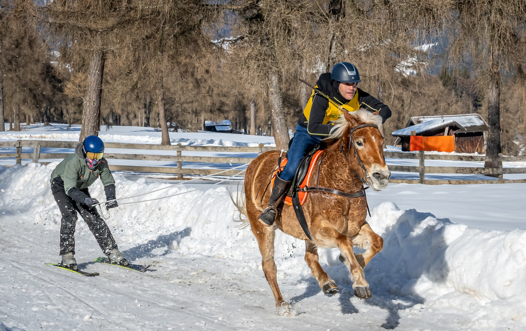 LM Schlitten und Skijöring