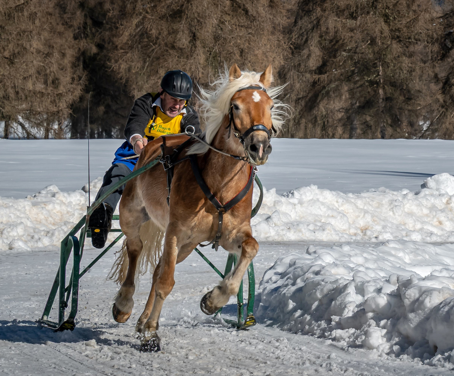 LM Schlitten und Skijöring