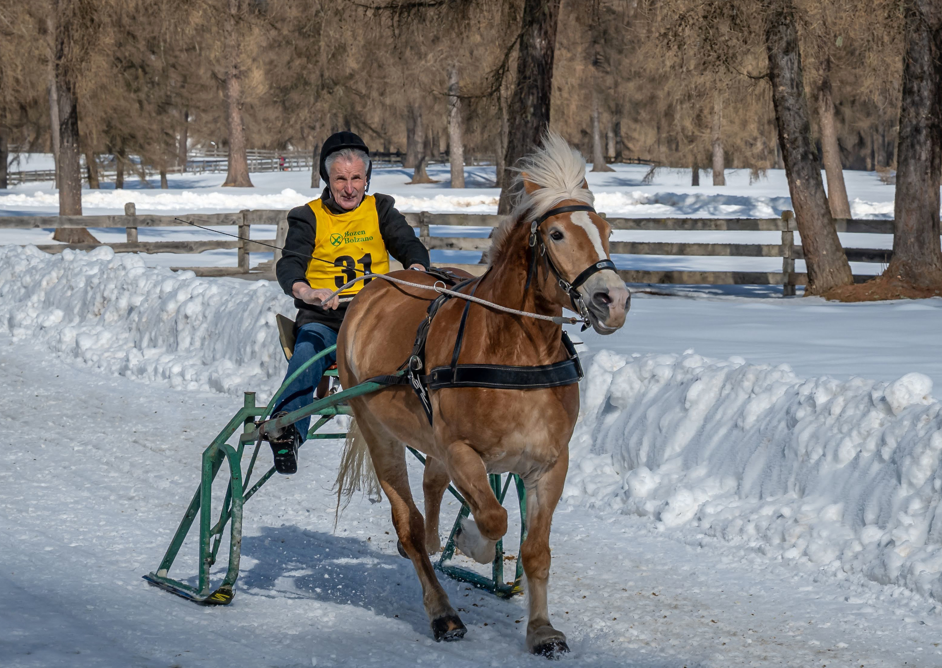 LM Schlitten und Skijöring