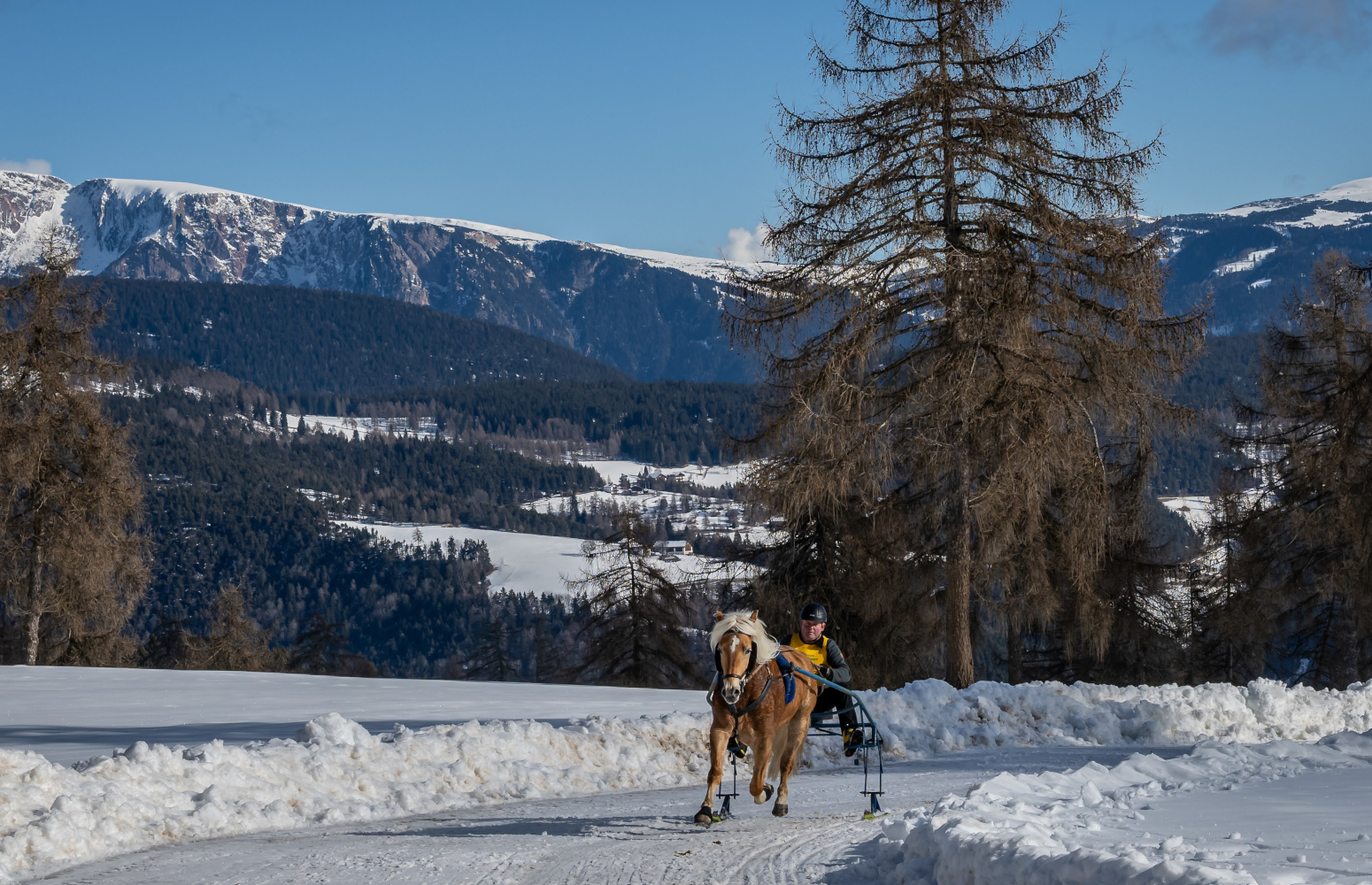 Campionato corse con slitta e skijöring