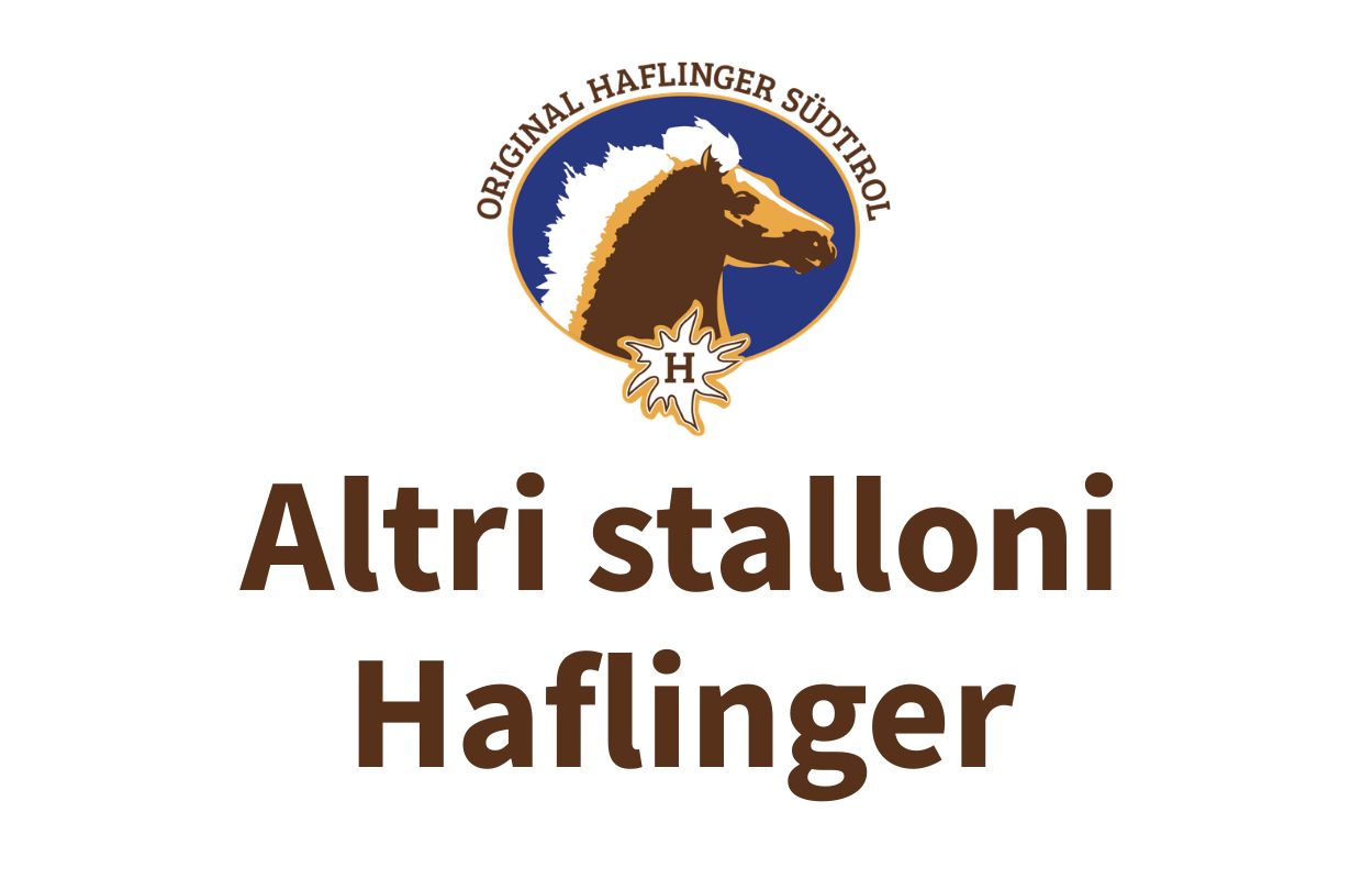 Altri stalloni Haflinger