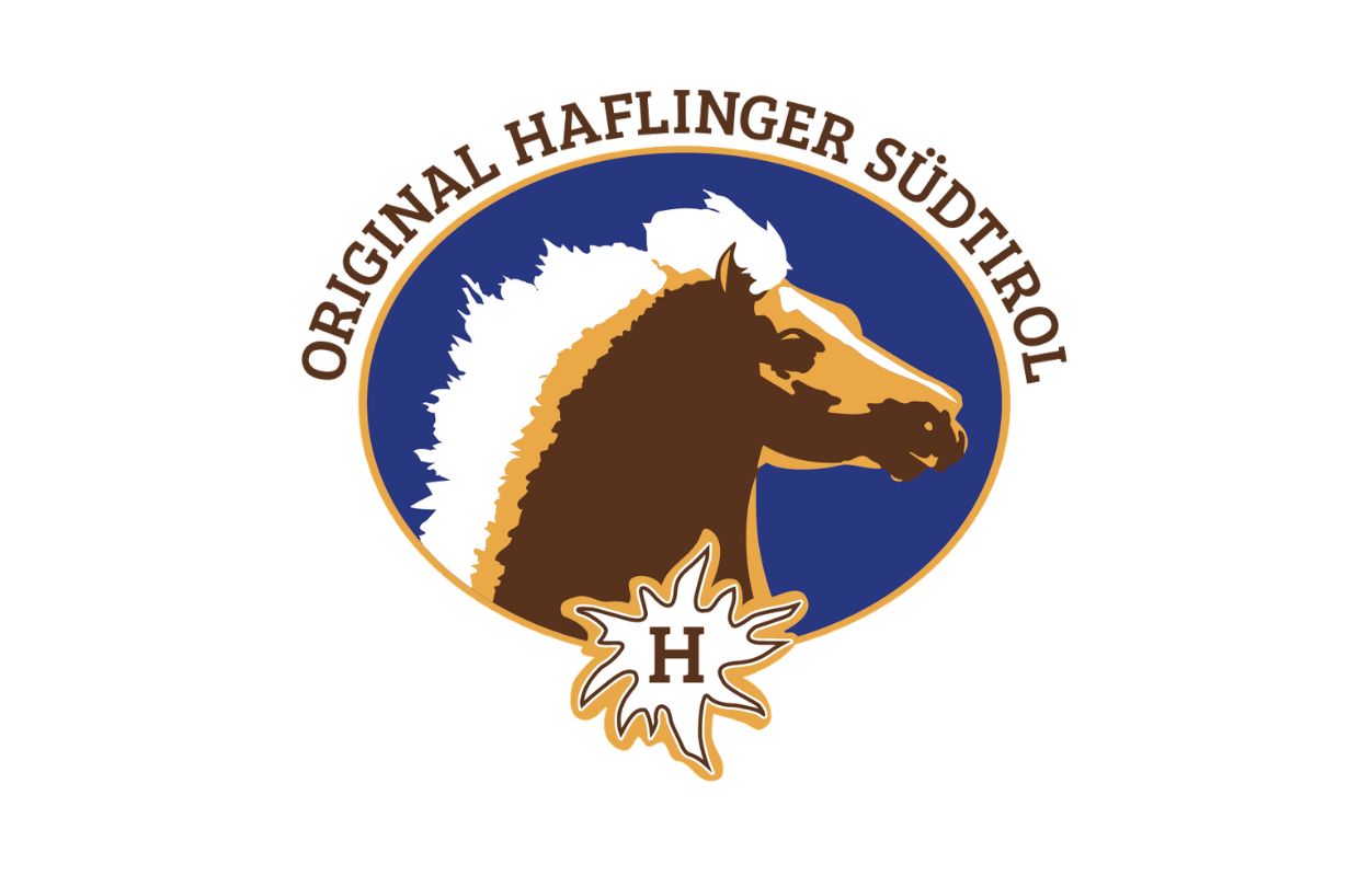 More Haflinger stallions