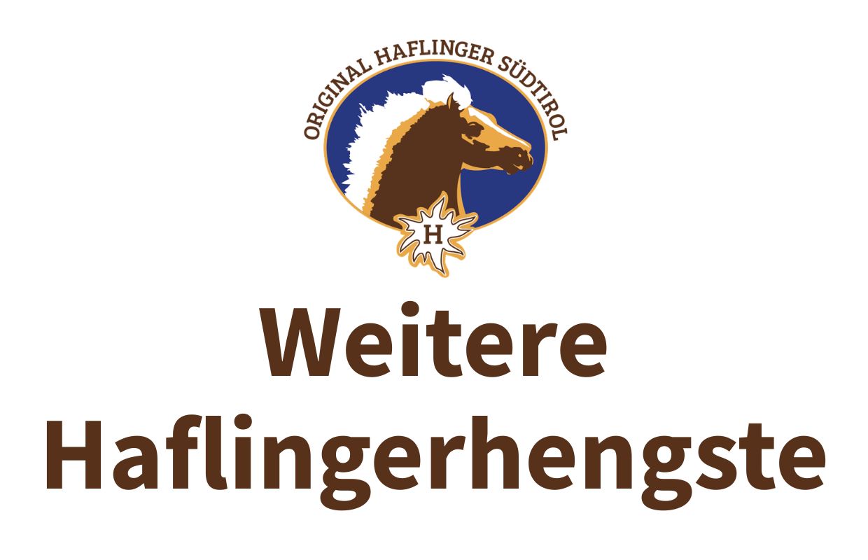 Weitere Haflingerhengste