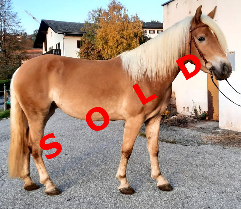 Haflinger horses to buy horse market foals and ponies • haflinger.eu