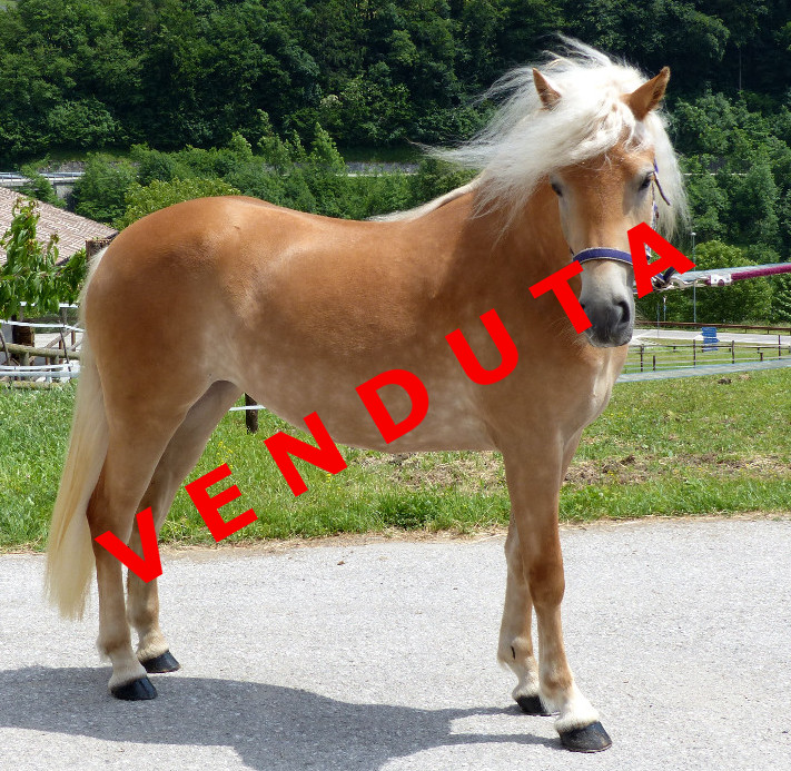 Haflinger in vendita Mercato cavallini e