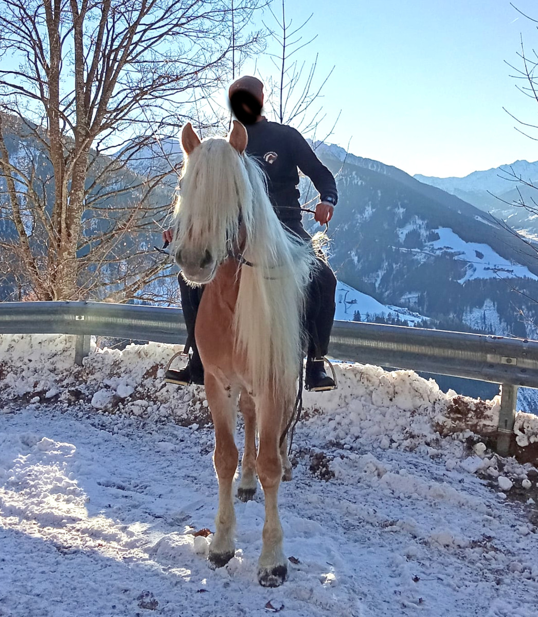 Antinor II-F BZ31347