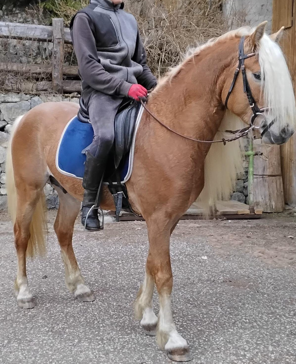 Antinor II-F BZ31347