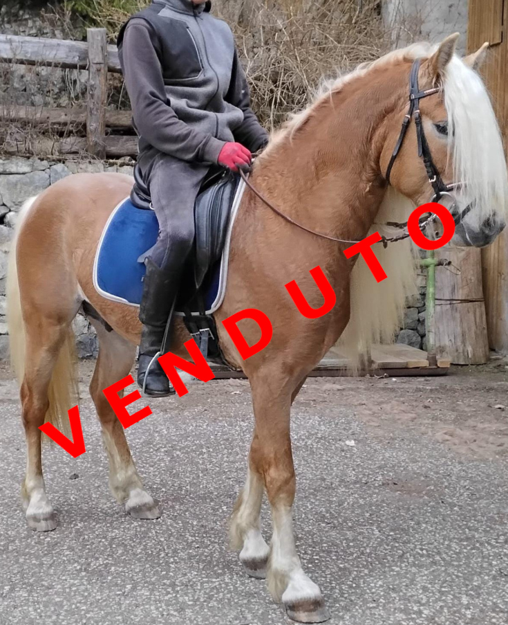 Antinor venduto