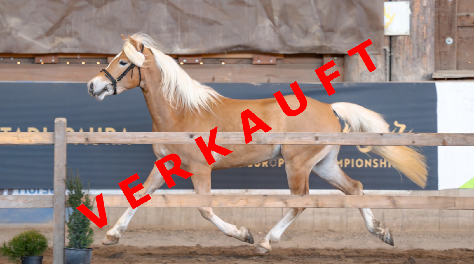 Bengiu-RT-E verkauft