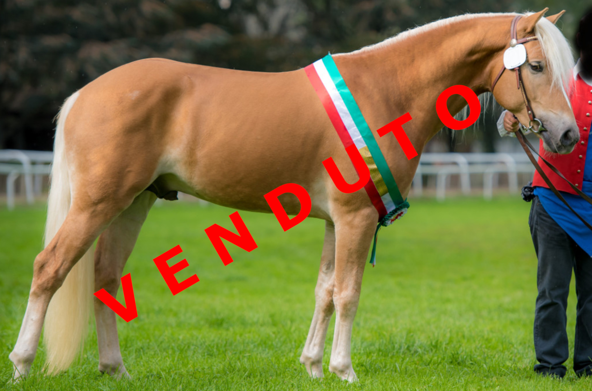 Haflinger in vendita Mercato cavallini e
