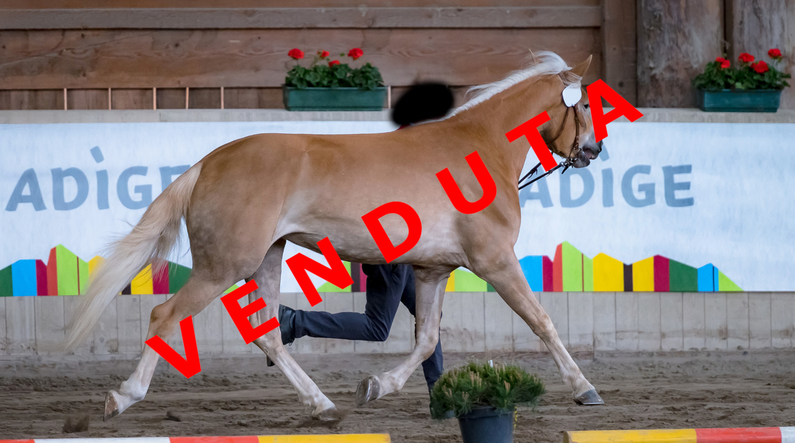 Celin-G venduta