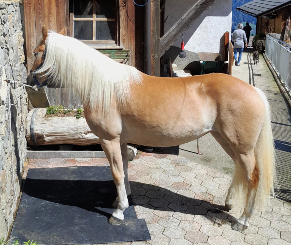 haflinger gzl