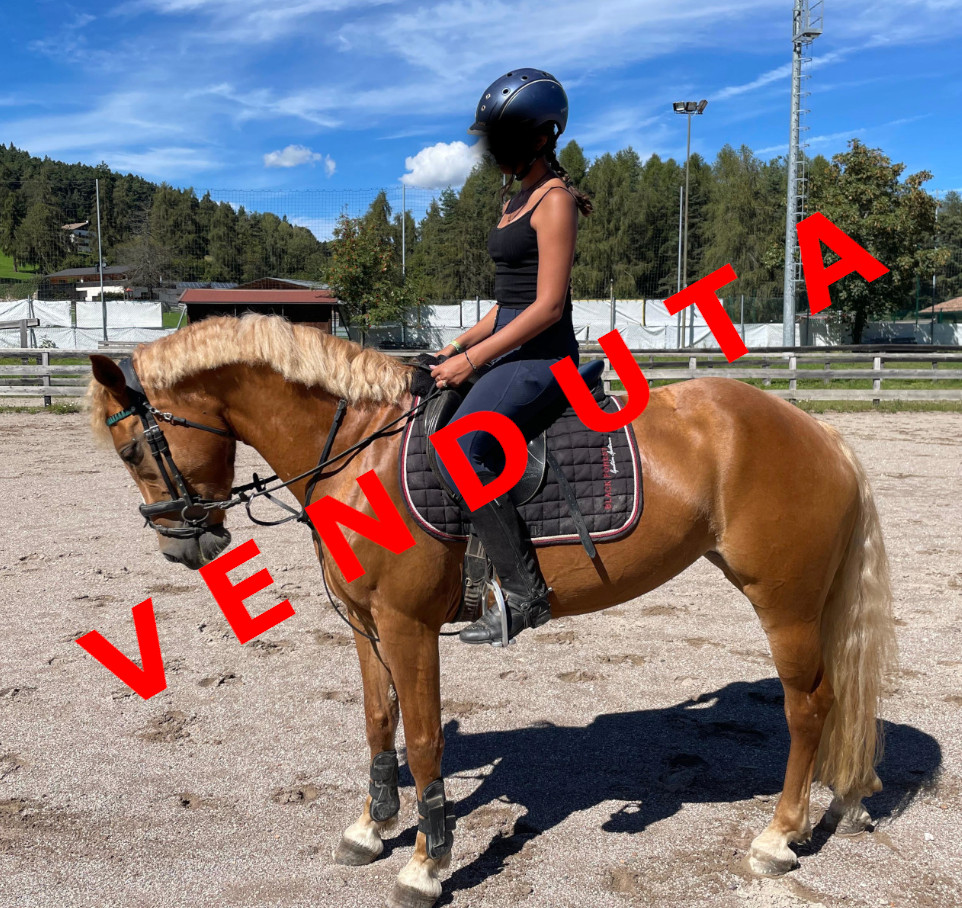 Dark Diamond venduta