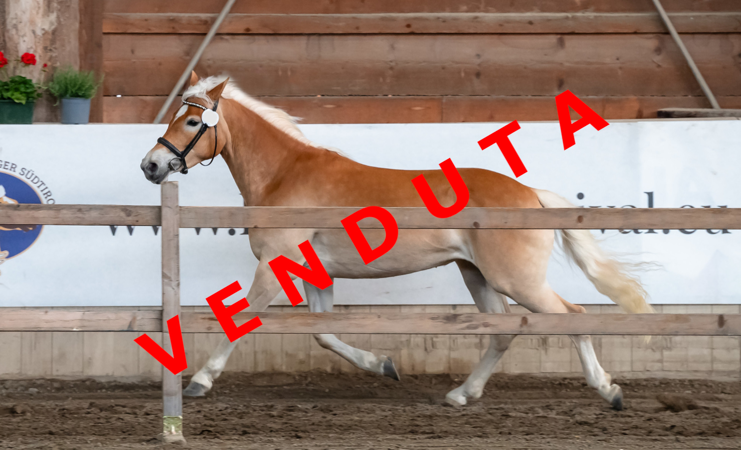 Elly-HB venduta