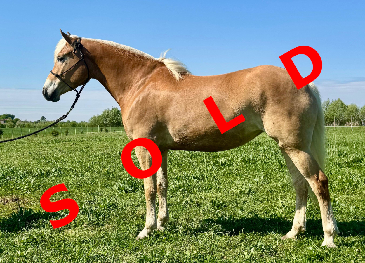Emely sold