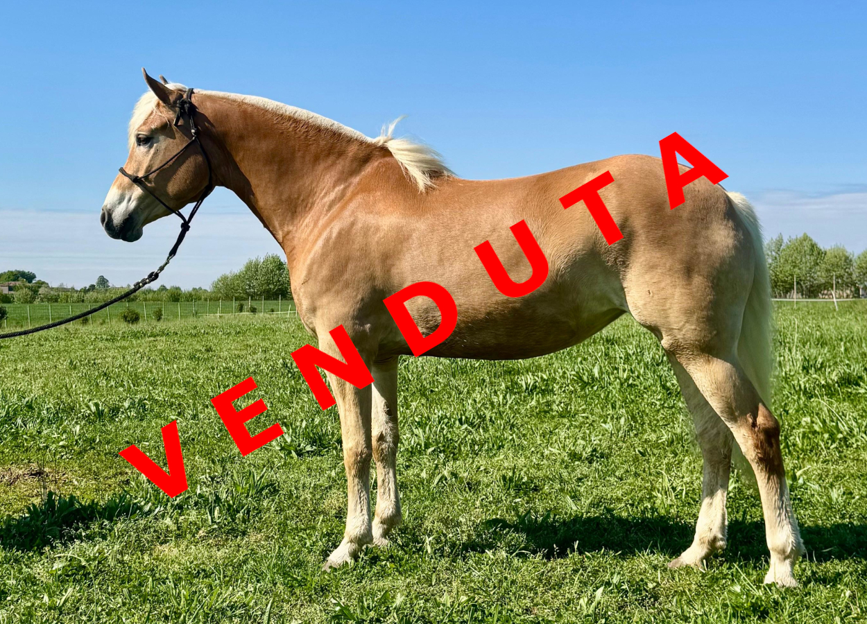 Emely venduta