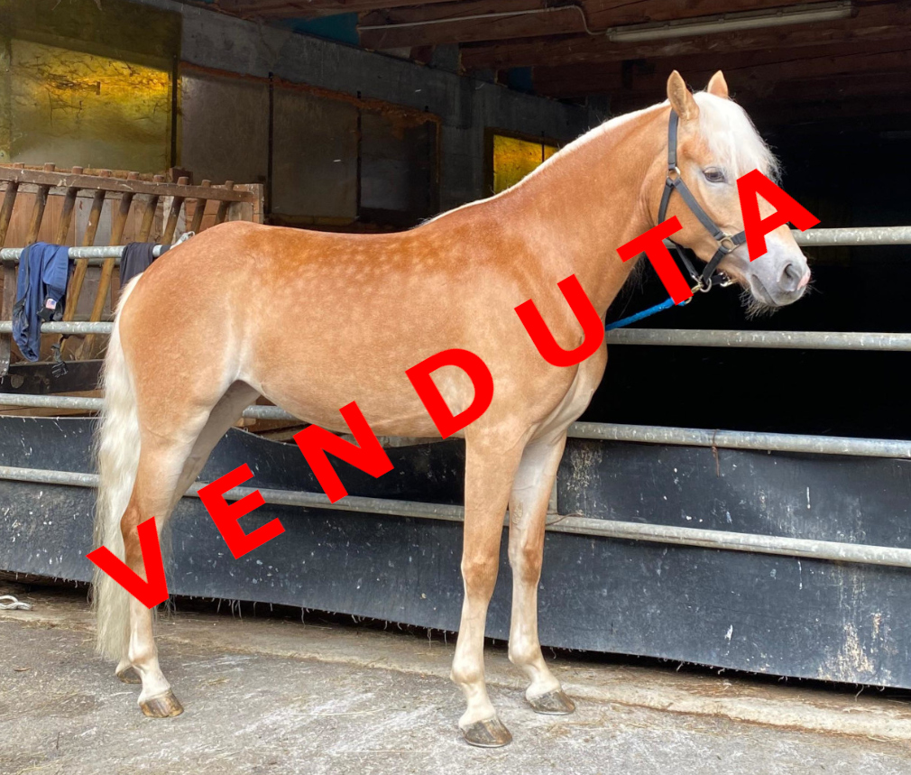 Fiesta venduta