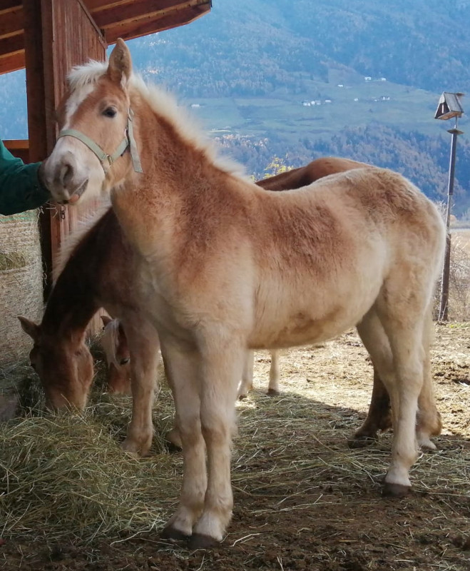 Haflinger eu haflinger-eu