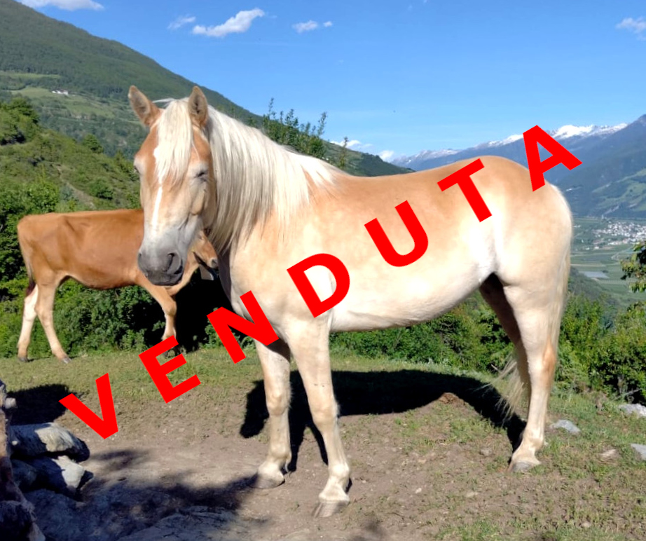 Finni venduta