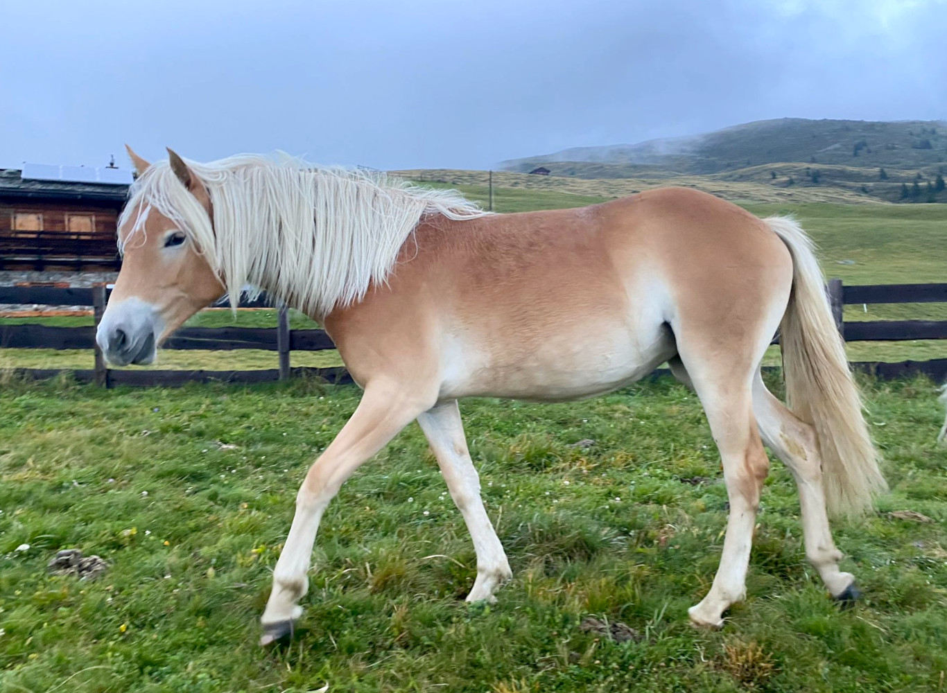 Flurina BZ31281 Haflinger eu flurina-bz31281-haflinger-eu