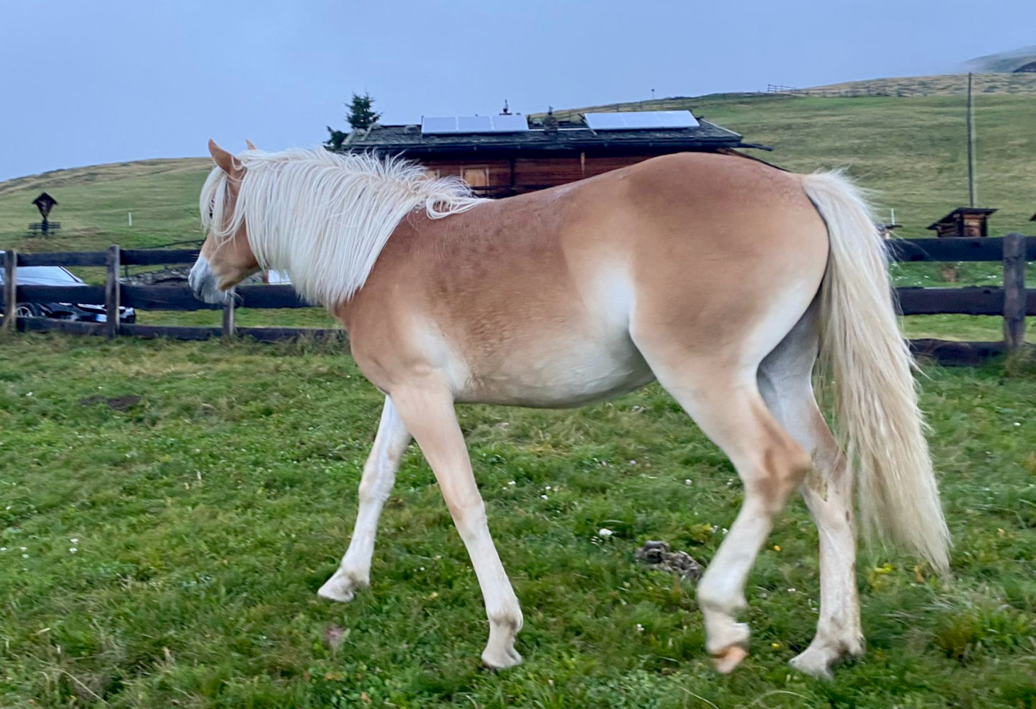 Flurina BZ31281 Haflinger eu flurina-bz31281-haflinger-eu
