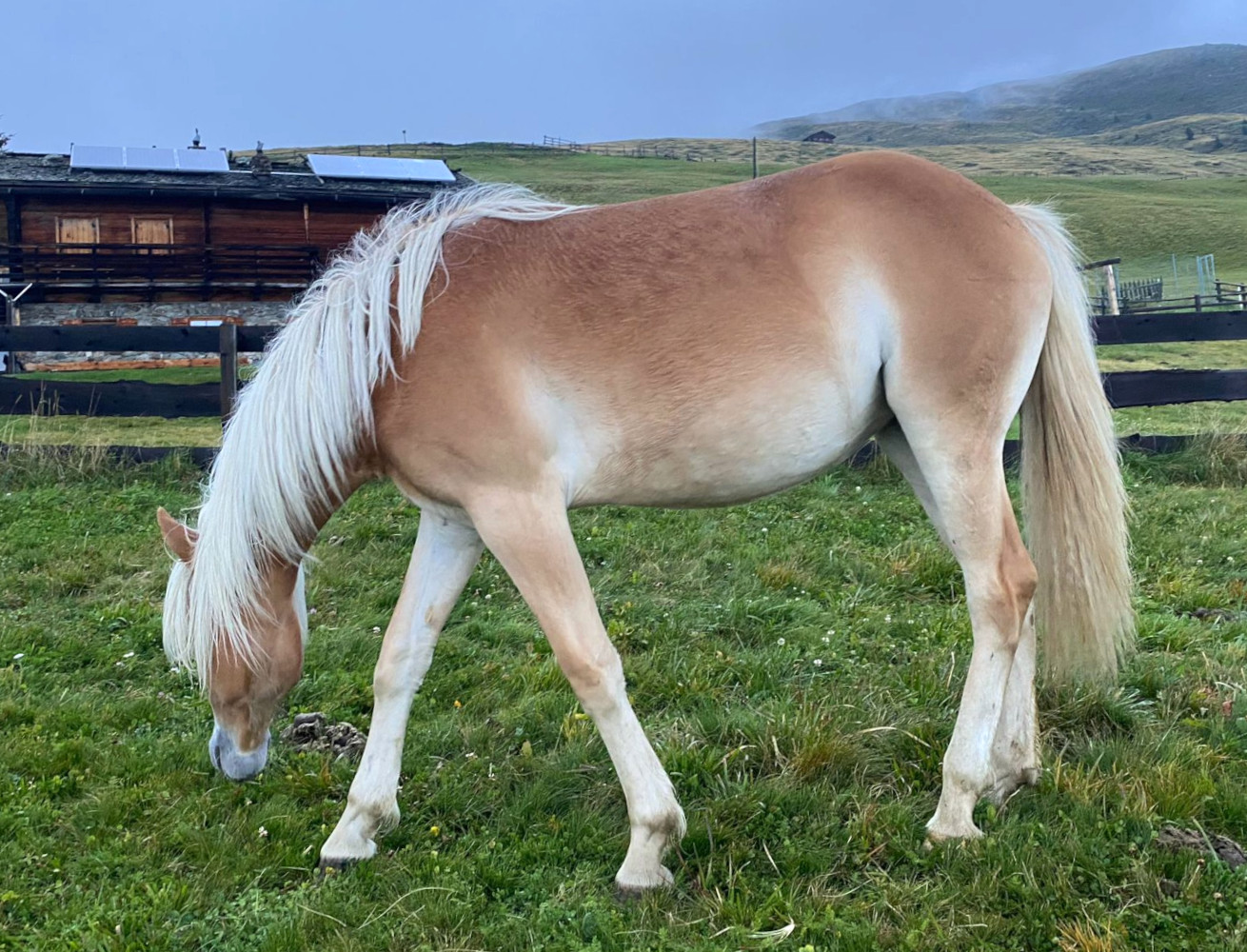Flurina BZ31281 Haflinger eu flurina-bz31281-haflinger-eu