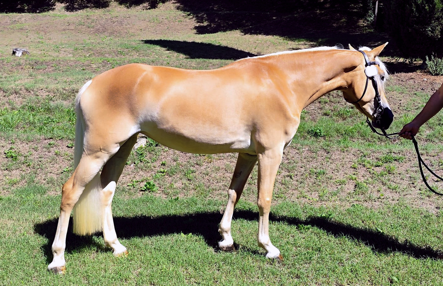 Fly me to the Moon BG11825