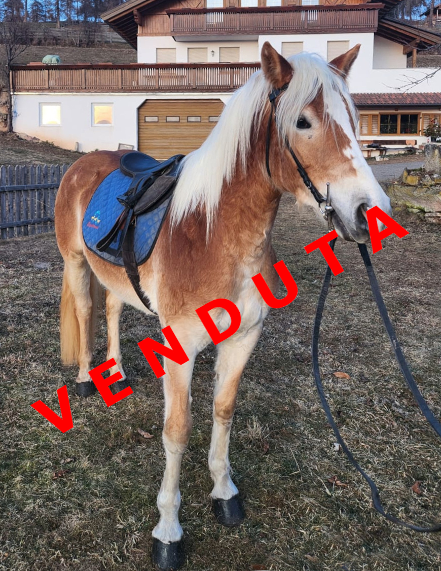 Gaia venduta