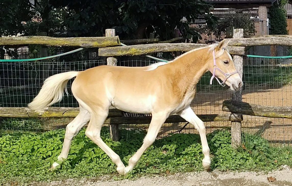 Lucy in the Sky with Diamonds BG11891