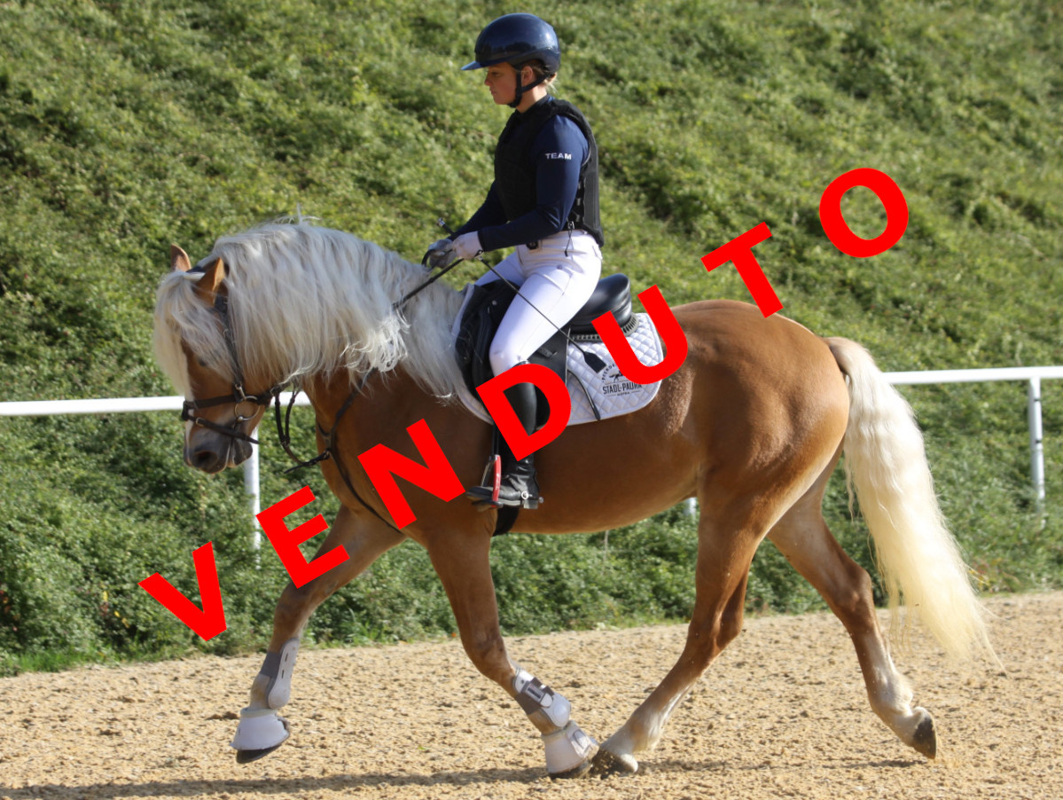 Mandolino-G-E venduto