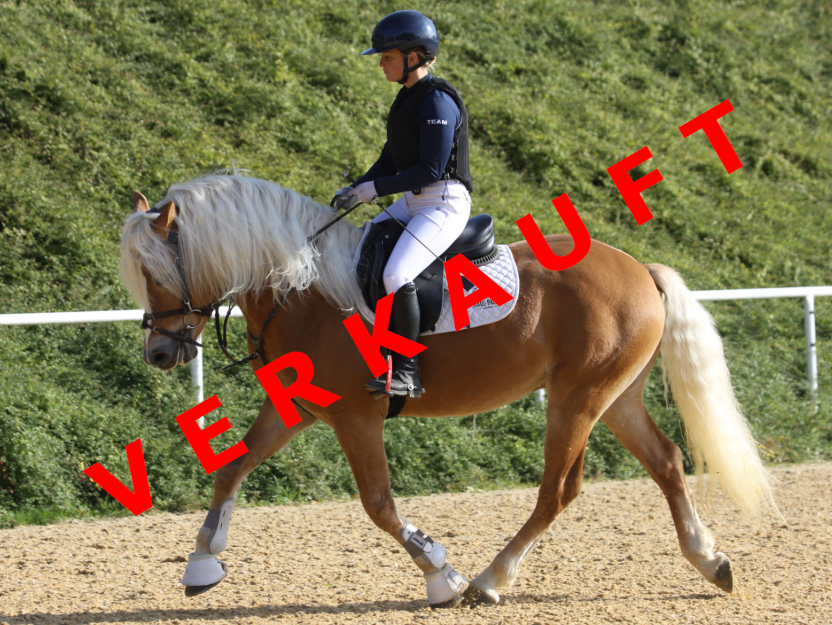 Mandolino-G-E verkauft