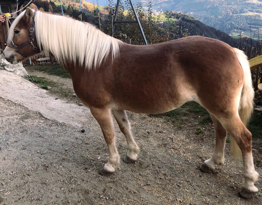 Haflinger horses to buy horse market foals and ponies • haflinger.eu